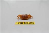 藏品(臺灣厚蟹)的圖片